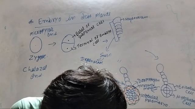 sexual reproduction in flowering plants/Embryo/#neet2025/By Shivam singh смотреть онлайн