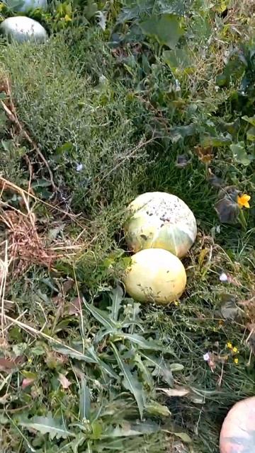 🎃Урожайный 2022 год на тыкву.🎃 Милославское. Более 90 шт. смотреть онлайн