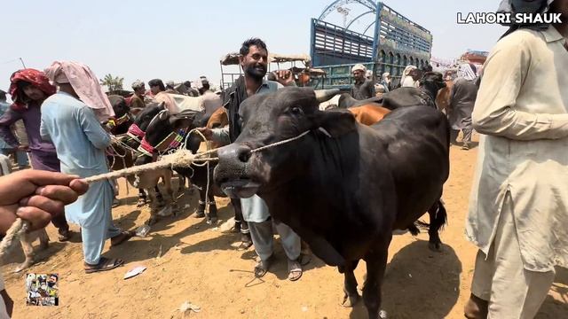 1 Lakh se 2 Lakh tak ke qurbani ke bachre |Lahore cow Mandi | sahiwal cholisthani bachre | Lahore смотреть онлайн