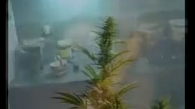 Утро. Раскурка))) смотреть онлайн