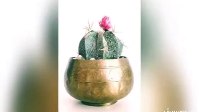 Description about cactus and it's natural history and habitat смотреть онлайн