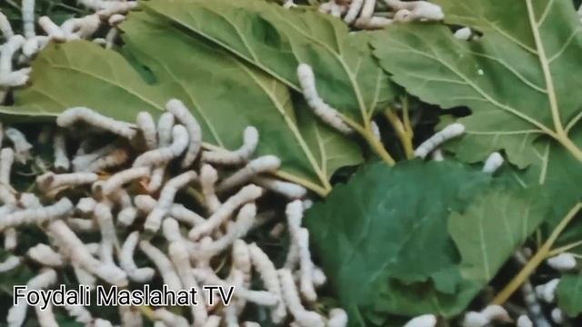 Ipak Qurtining Rivojlanish Jarayoni.Ipak Qurti Hasharotlar Sinfiga Kiradi. #biznes #boqish #sirlari