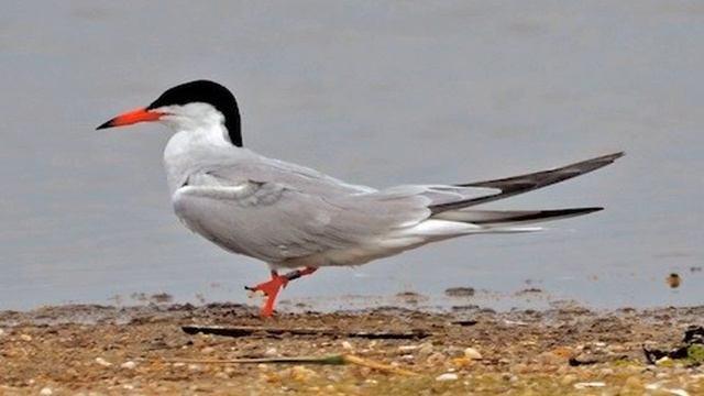 Tern смотреть онлайн