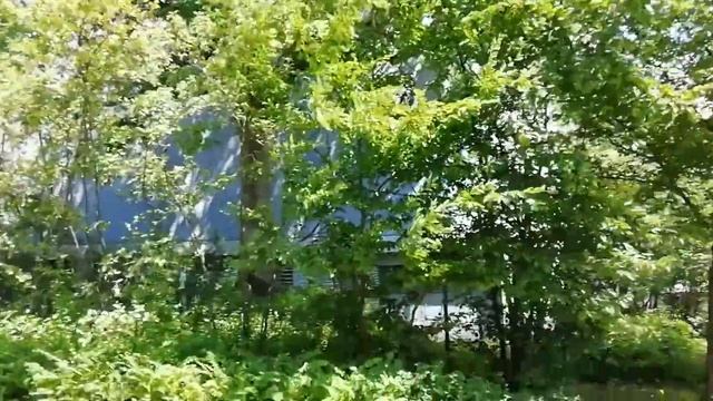 Съедобная ягода растёт у дороги смотреть онлайн
