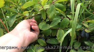 СИБИРЯЧКА сорт жимолости