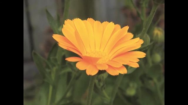 The Calendula and Carrot Soap Project смотреть онлайн