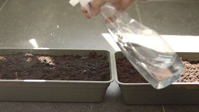 Kegiatan Ibu rumah tangga |Microgreens rumahan & menyemai sayuran | Berkebun untuk pemula 🌱 смотреть онлайн