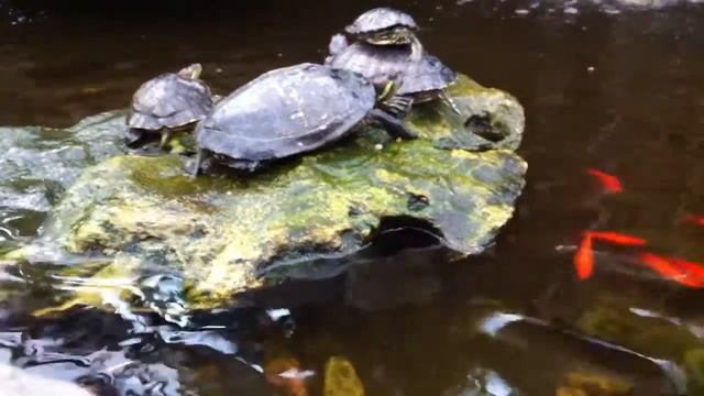 Red Ear Sliders At Sheridan Nurseries