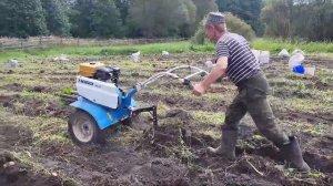 Как мы мотоблоком картошку копаем!!!!