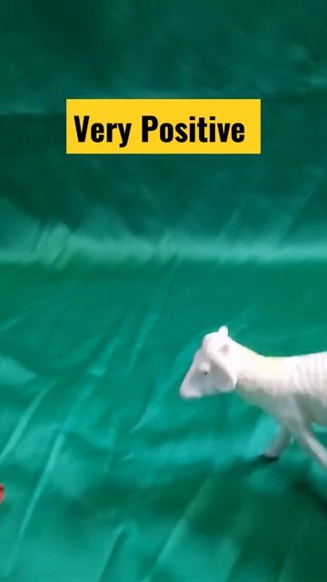 Satisfying Video I With Animal | Lollipops and Sweets Yummy Rainbow Lollipops ASMR Unpacking смотреть онлайн