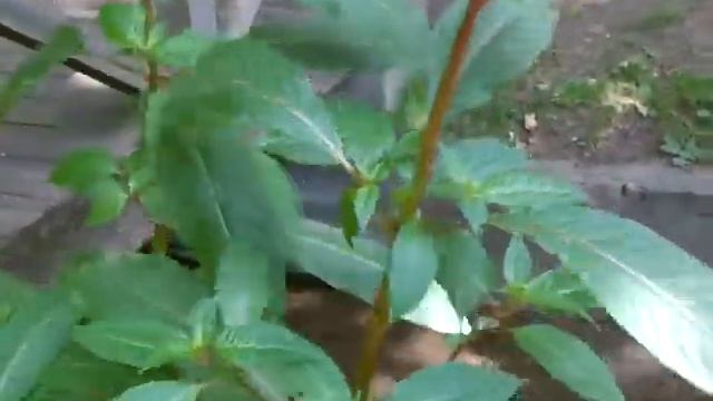 Foraging for Impatiens glandulifera - himalayan balsalm смотреть онлайн