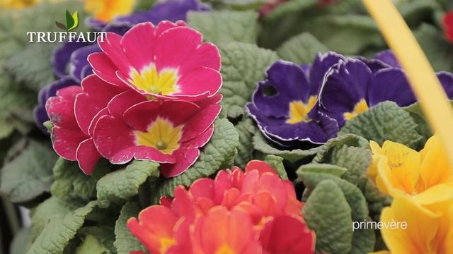 Aménager un massif fleuri au printemps - Truffaut смотреть онлайн