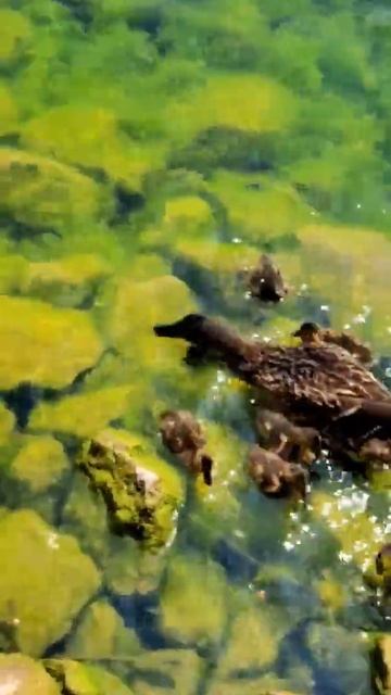 Cute🦆 Little🦆 Mallard🦆 Ducks🦆 Diving🦆 For 🦆Food 🦆 смотреть онлайн