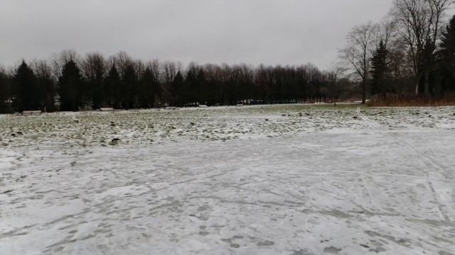 Санкт-Петербург. Южно-Приморский парк. 31.12.2020. смотреть онлайн