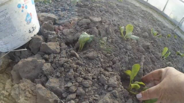 Органічний розчин для захисту капусти при висаджуванні на грядку. ВИРОЩУВАННЯ КАПУСТИ. смотреть онлайн
