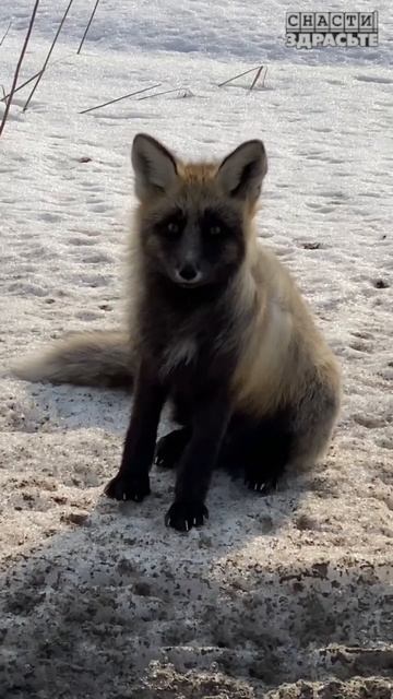 Что по рыбе в СИБИРИ? Уже смотрели наш выпуск о сибирской рыбалке? #снастиздрасьте смотреть онлайн