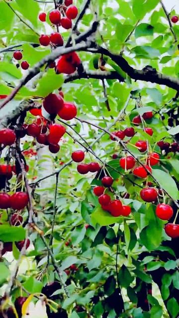 🍒Cherry Orchards In USA🍒 #cherry #orchard #fun #fruits #love #shortvideo смотреть онлайн