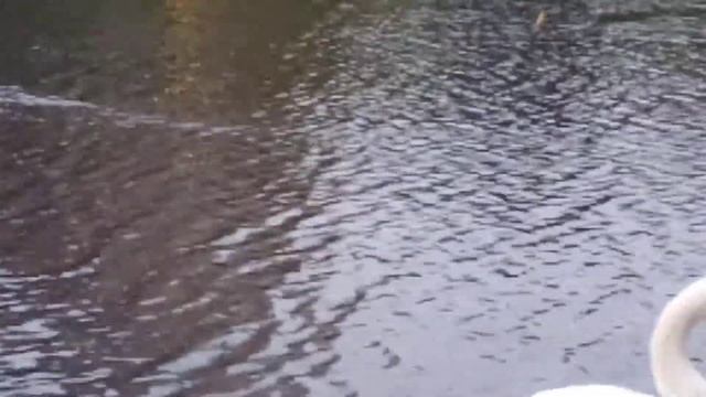 Янек вышел из воды погулять по причалу смотреть онлайн