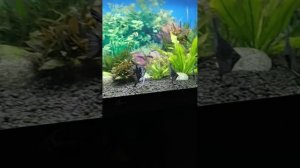 Скалярии образовали пару.