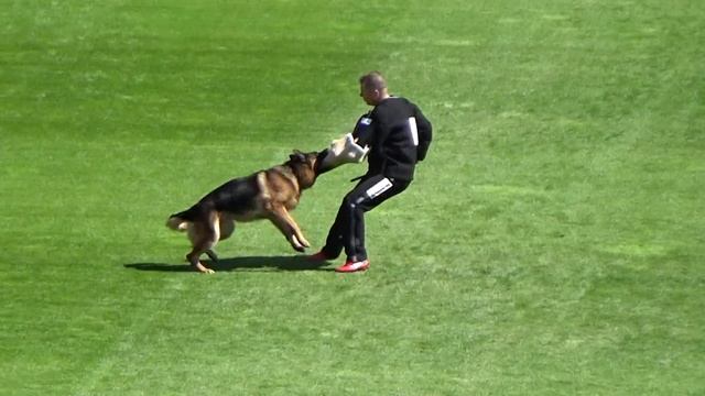 2021 SV BSZS TSB 1048 V9 Kingsley vom Elbe Saale Winkel смотреть онлайн