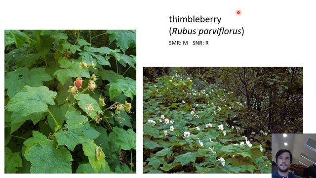 Group 5: The Maple-ish Group смотреть онлайн