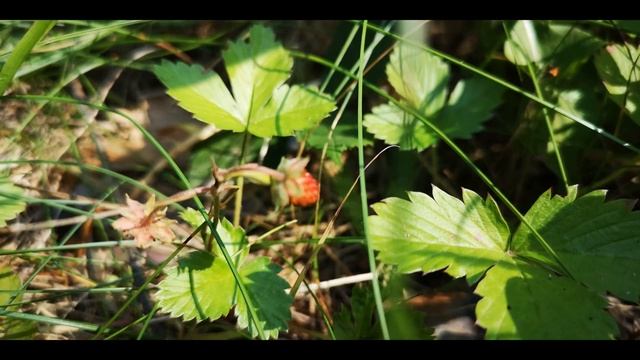 За грибами , за цветами и за запахом тайги. For mushrooms, for flowers and for the smell of taiga смотреть онлайн