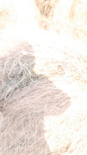 сено люцерна-козлятник