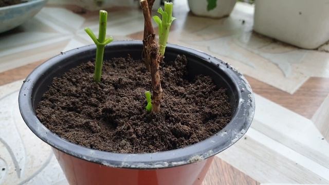 best way to grow hydreanchea plant from its cutting смотреть онлайн