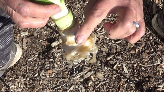 How to Grow New Leek from Grocery Store Leeks Regrow Bottom End & Make Free Soil in Container Garde смотреть онлайн