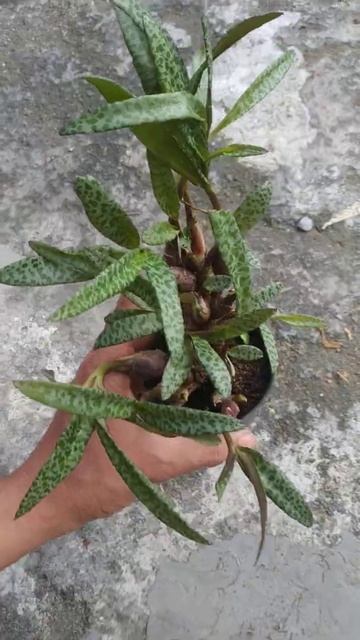 Drimiopsis kirkii | Fazza Nursery - popular plants смотреть онлайн