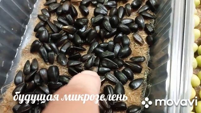 проращиваю семена гороха и подсолнечника для микрозелени.. смотреть онлайн