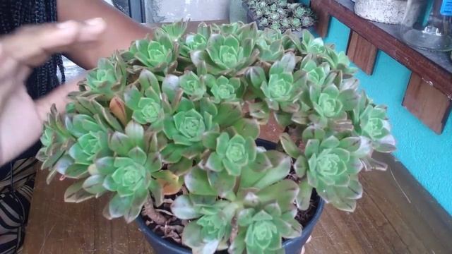 Aeonium Mascaense e Aeonium Ocidentale смотреть онлайн