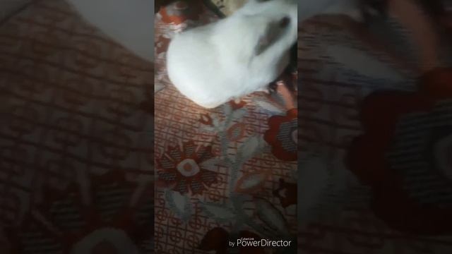 Весна!!!Мать-мачеха смотреть онлайн