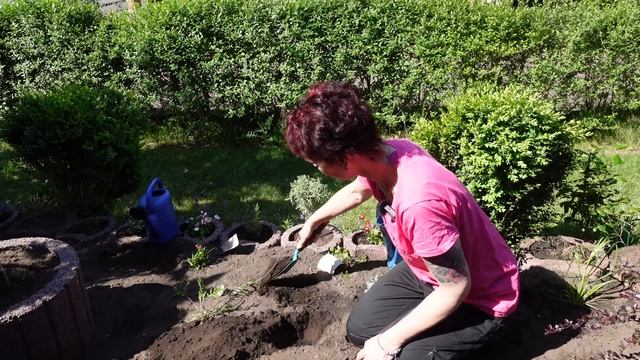 Lilien pflanzen - so stecke ich Lilienzwiebeln richtig смотреть онлайн