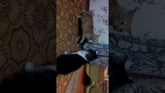 Рыжик и Чучело бесятся смотреть онлайн