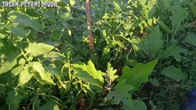 Cara Dan Manfa'at Perempelan Tunas Air Tanaman Tomat смотреть онлайн