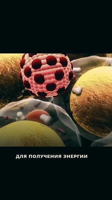 Как похудеть или вывести лишний жир смотреть онлайн