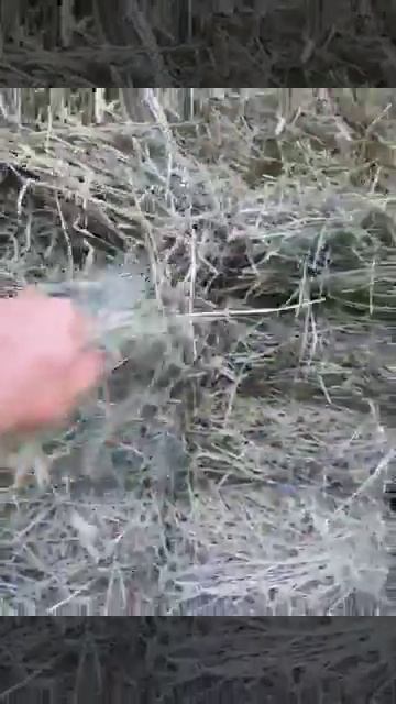 Bar D Bar alfalfa grass смотреть онлайн