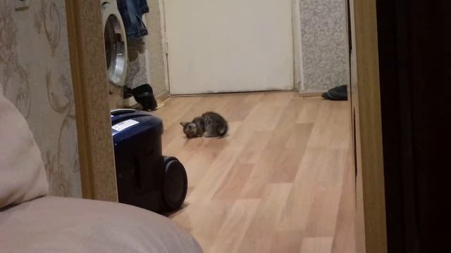 Новый питомец смотреть онлайн
