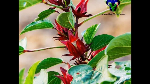 Jamaica (Hibiscus Sabdariffa)