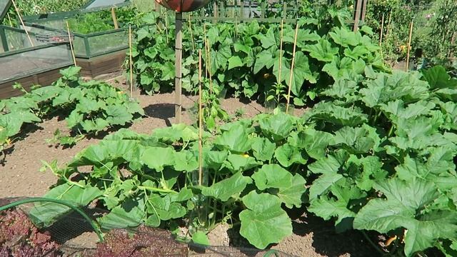 Sunshine Harvest, Soft Fruits, Vegetable And Salad Crop. смотреть онлайн