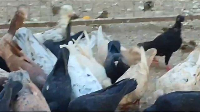 Иранские чёрные и Дагестанские мраморные голуби. Питомник И. Муртузалиева, г. Хасавюрт смотреть онлайн