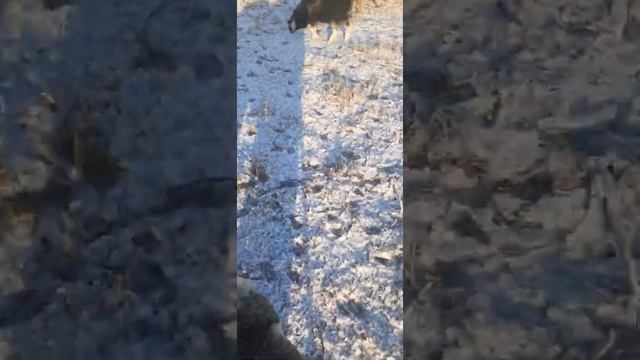 выгнал овец,едят подснежники смотреть онлайн