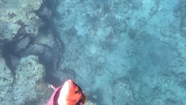 ИДЕЛЬНЫЙ прозрак в ОКЕАНЕ РЫБА ЕСТЬ ВСЕГДА заплыв с берега | AN IDEAL insight into THE OCEAN, THERE смотреть онлайн