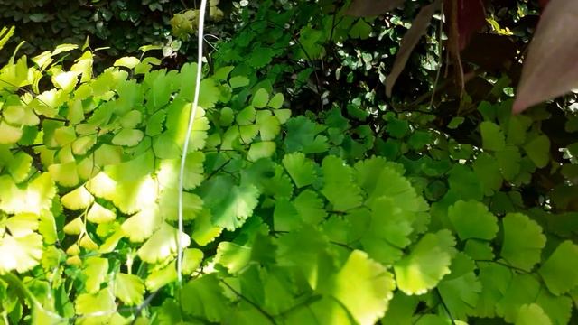 cinco plantinhas de fácil cultivo смотреть онлайн