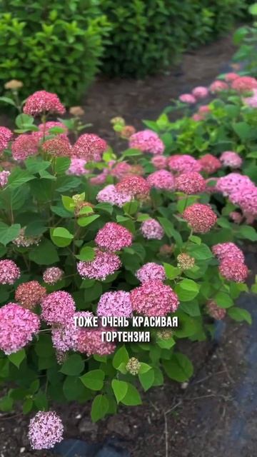 #garden #nursery #ландшафтныйдизайн #питомникрастений #hydrangea #гортензия #magicalpinkerbell смотреть онлайн
