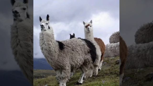 Los animales del altiplano смотреть онлайн