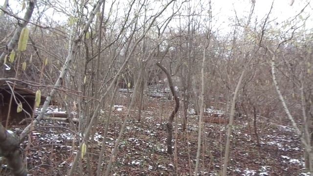 Фундук цветет. А мороз на носу. Будет урожай?! смотреть онлайн