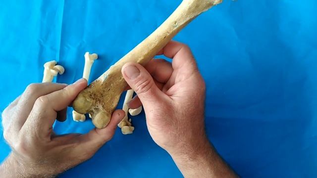 Хирургическая анатомия бедренной кости собак и кошек. смотреть онлайн