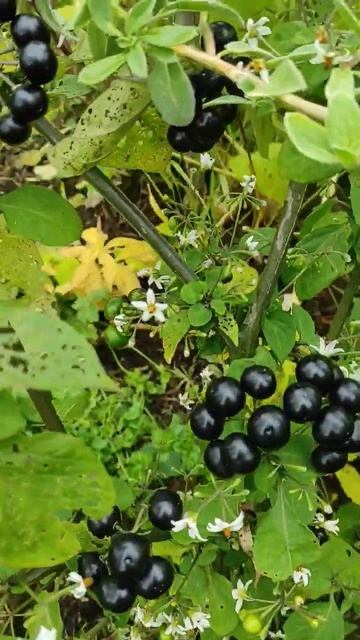 Ягоди санберрі, 21 жовтня. #шортс #цікаве #природа #краса #канада #мизукраїни #рекомендую смотреть онлайн